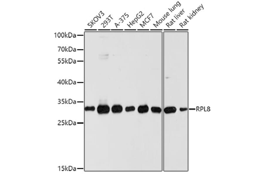 Western Blot - Anti-RPL8 Antibody (A12769) - Antibodies.com