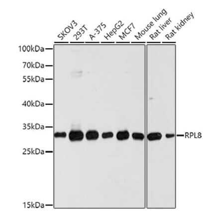 Western Blot - Anti-RPL8 Antibody (A12769) - Antibodies.com