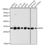 Western Blot - Anti-RPL8 Antibody (A12769) - Antibodies.com