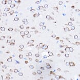 Immunohistochemistry - Anti-RPL8 Antibody (A12769) - Antibodies.com