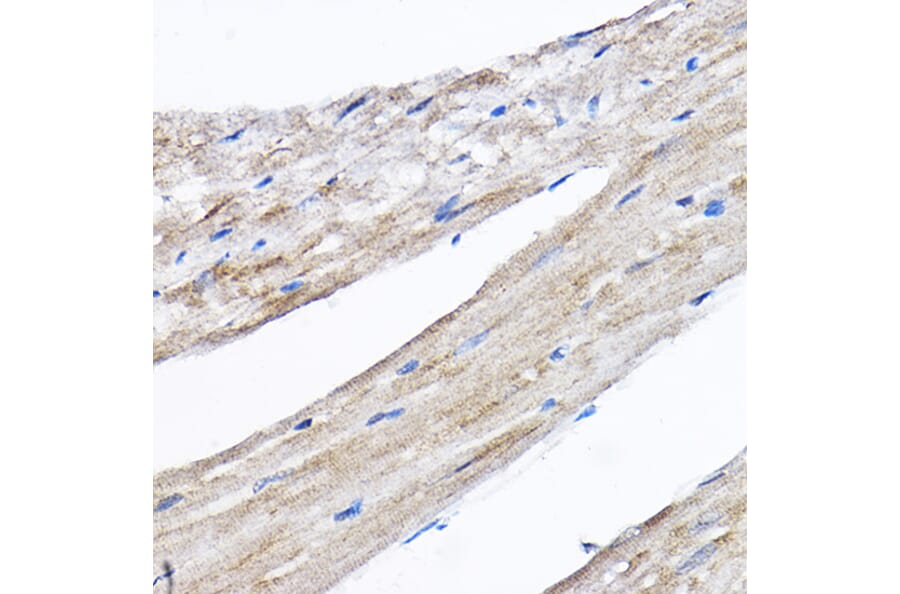 Immunohistochemistry - Anti-RPL8 Antibody (A12769) - Antibodies.com