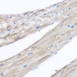 Immunohistochemistry - Anti-RPL8 Antibody (A12769) - Antibodies.com