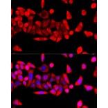 Immunofluorescence - Anti-RPL8 Antibody (A12769) - Antibodies.com