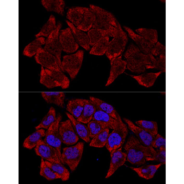 Immunofluorescence - Anti-RPL8 Antibody (A12769) - Antibodies.com