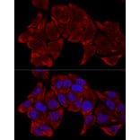 Immunofluorescence - Anti-RPL8 Antibody (A12769) - Antibodies.com