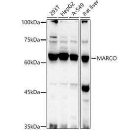 Western Blot - Anti-MARCO Antibody (A12770) - Antibodies.com