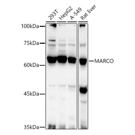 Western Blot - Anti-MARCO Antibody (A12770) - Antibodies.com