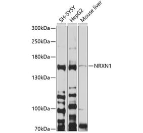 Western Blot - Anti-Neurexin 1 Antibody (A12776) - Antibodies.com