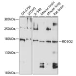 Western Blot - Anti-Robo2 Antibody (A12778) - Antibodies.com