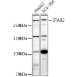 Western Blot - Anti-Stabilin 2 Antibody (A12780) - Antibodies.com