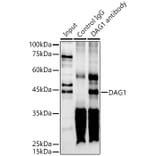 Western Blot - Anti-DAG1 Antibody (A12781) - Antibodies.com