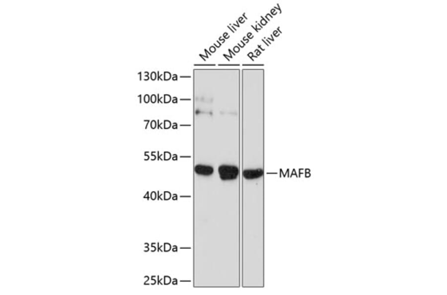 Western Blot - Anti-MafB Antibody (A12782) - Antibodies.com