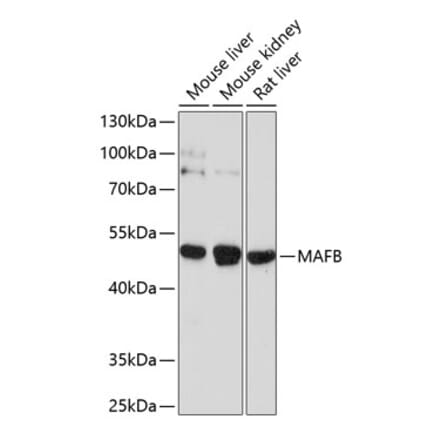 Western Blot - Anti-MafB Antibody (A12782) - Antibodies.com