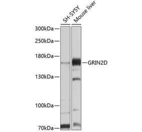 Western Blot - Anti-GluN2D Antibody (A12784) - Antibodies.com