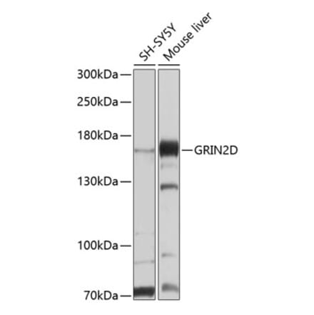 Western Blot - Anti-GluN2D Antibody (A12784) - Antibodies.com