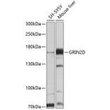 Western Blot - Anti-GluN2D Antibody (A12784) - Antibodies.com