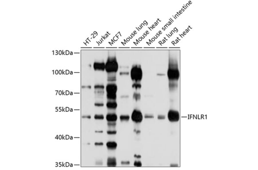 Western Blot - Anti-IL28RA Antibody (A12785) - Antibodies.com