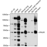 Western Blot - Anti-IL28RA Antibody (A12785) - Antibodies.com