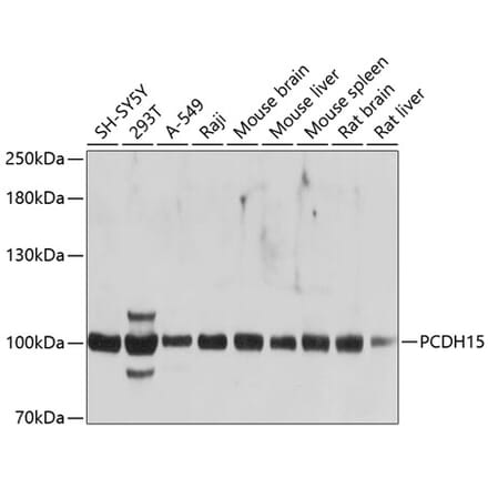 Western Blot - Anti-PCDH15 Antibody (A12786) - Antibodies.com