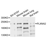 Western Blot - Anti-PLXNA2 Antibody (A10087) - Antibodies.com