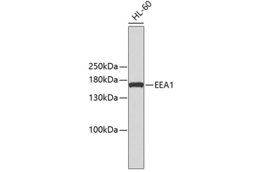 Western Blot - Anti-EEA1 Antibody (A10096) - Antibodies.com