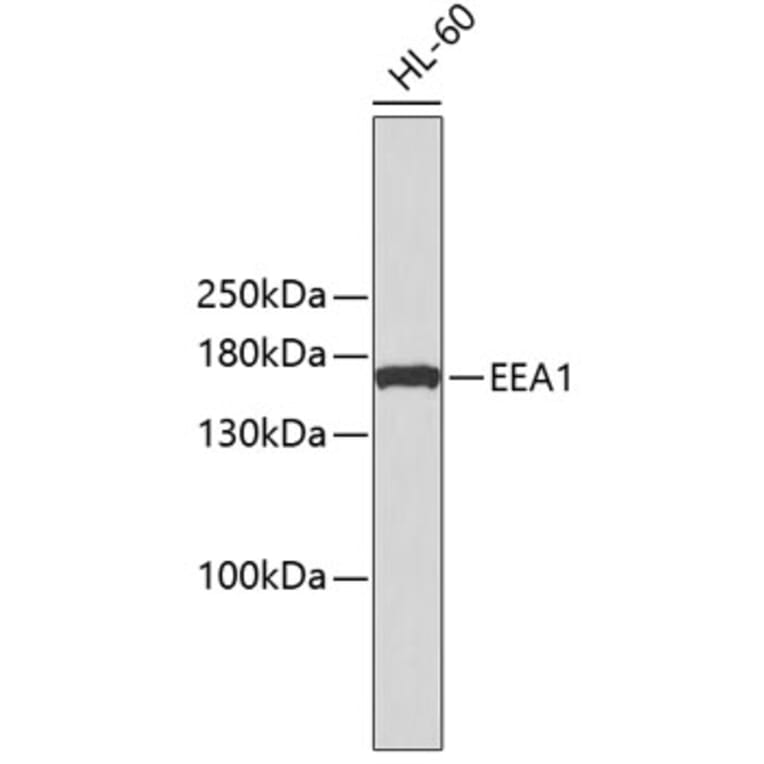 Western Blot - Anti-EEA1 Antibody (A10096) - Antibodies.com