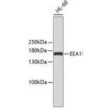 Western Blot - Anti-EEA1 Antibody (A10096) - Antibodies.com