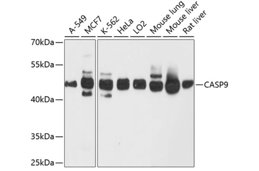Western Blot - Anti-CASP9 Antibody (A10097) - Antibodies.com