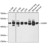 Western Blot - Anti-CASP9 Antibody (A10097) - Antibodies.com