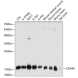 Western Blot - Anti-COX4I1 Antibody (A10098) - Antibodies.com