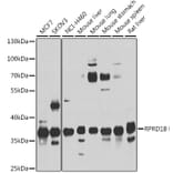 Western Blot - Anti-C20orf77 Antibody (A12792) - Antibodies.com
