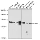 Western Blot - Anti-INPPL1/SHIP-2 Antibody (A12796) - Antibodies.com