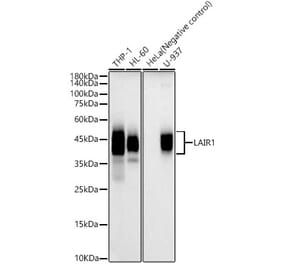 Western Blot - Anti-LAIR1 Antibody (A12799) - Antibodies.com