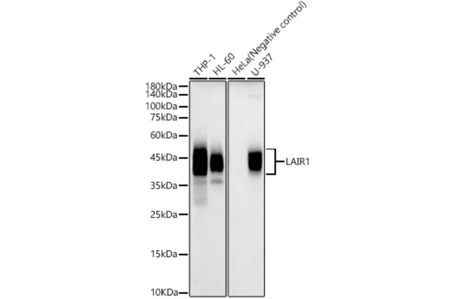 Western Blot - Anti-LAIR1 Antibody (A12799) - Antibodies.com