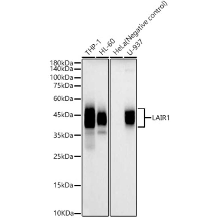Western Blot - Anti-LAIR1 Antibody (A12799) - Antibodies.com