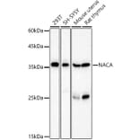 Western Blot - Anti-NACA1 Antibody (A12800) - Antibodies.com