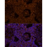 Immunofluorescence - Anti-ZP2 Antibody (A12802) - Antibodies.com