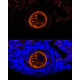 Immunofluorescence - Anti-ZP2 Antibody (A12802) - Antibodies.com