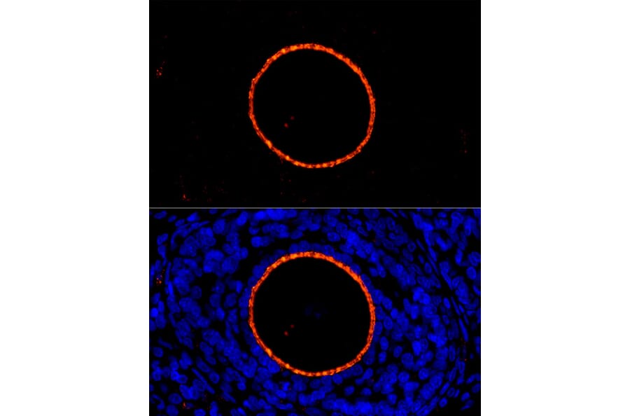 Immunofluorescence - Anti-ZP2 Antibody (A12802) - Antibodies.com