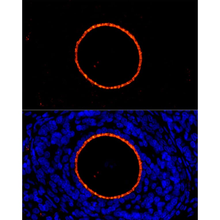 Immunofluorescence - Anti-ZP2 Antibody (A12802) - Antibodies.com