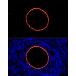 Immunofluorescence - Anti-ZP2 Antibody (A12802) - Antibodies.com