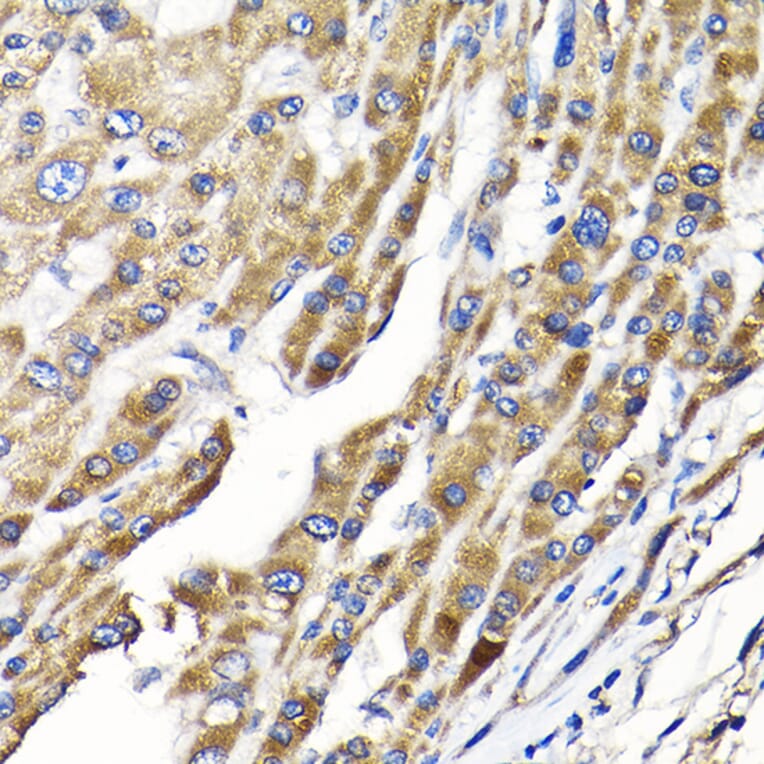 Immunohistochemistry - Anti-IKAP/p150 Antibody (A12803) - Antibodies.com