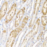 Immunohistochemistry - Anti-IKAP/p150 Antibody (A12803) - Antibodies.com