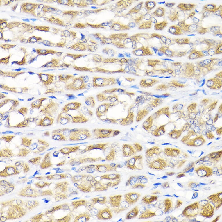 Immunohistochemistry - Anti-IKAP/p150 Antibody (A12803) - Antibodies.com