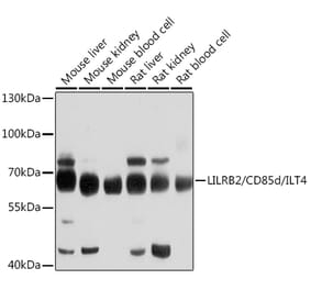 Western Blot - Anti-ILT-4 Antibody (A12806) - Antibodies.com