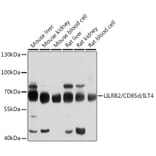 Western Blot - Anti-ILT-4 Antibody (A12806) - Antibodies.com