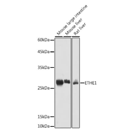 Western Blot - Anti-ETHE1 Antibody (A12808) - Antibodies.com