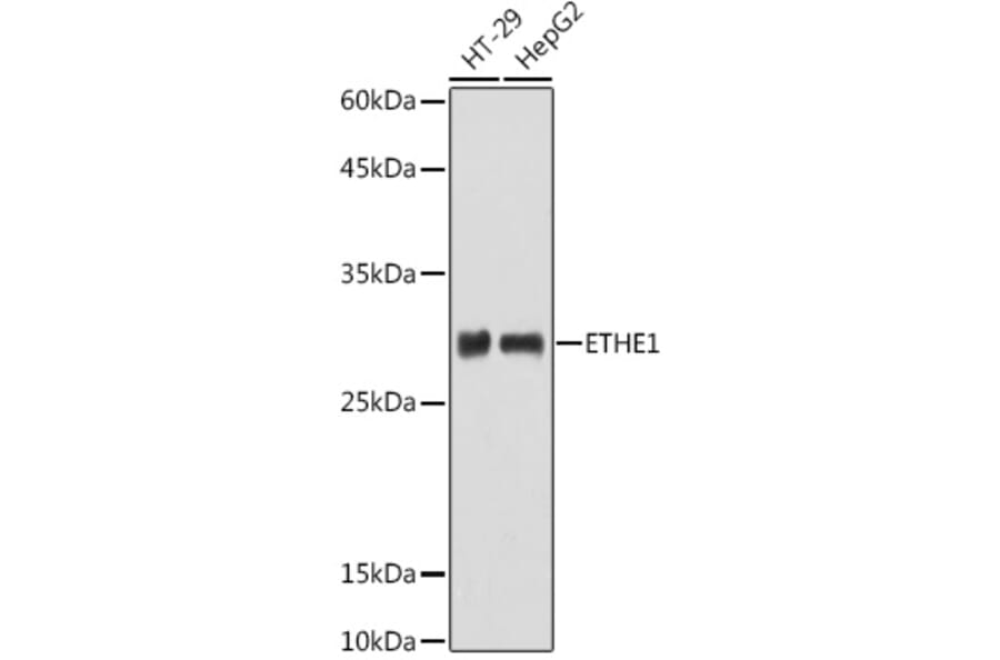 Western Blot - Anti-ETHE1 Antibody (A12808) - Antibodies.com