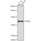 Western Blot - Anti-ETHE1 Antibody (A12808) - Antibodies.com