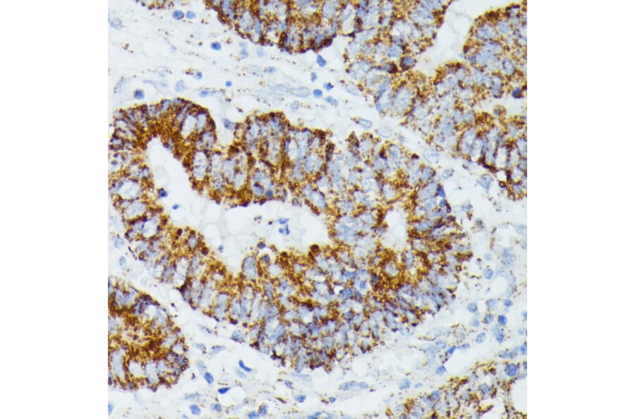 Immunohistochemistry - Anti-ETHE1 Antibody (A12808) - Antibodies.com